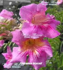 Image result for Podranea brycei