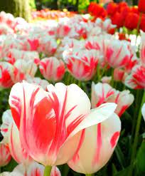Tulip Sorbet A Brilliant Five Time Award Winner Sorbet Is Ivory White With Ever Changing Vibrant Swirling Raspberry Red Bulb Flowers Flowers Tulips Flowers