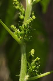 Image result for Acalypha ciliata