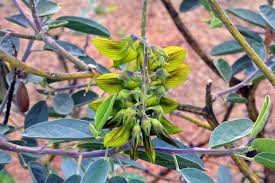 Image result for Crotalaria insignis