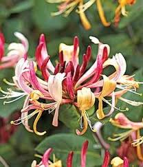 Birth Month Flower Grow Kit Canada Peaches Cream Honeysuckle Honeysuckle Flower Flower Pots Honeysuckle Vine