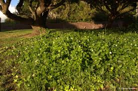 Image result for Asystasia glandulosa