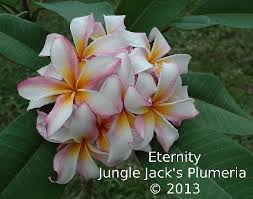 Jungle Jacks Plumeria Tropical Flowers San Diego California Plumeria Hawiian Flowers Tropical Plants