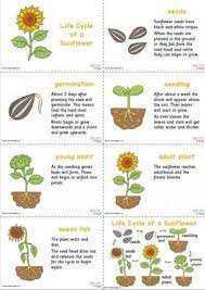 Sunflower Life Cycle Slideshow Cycle Life Slideshow Sunflower Sunflower Life Cycle Growing Sunflowers Growing Sunflowers From Seed