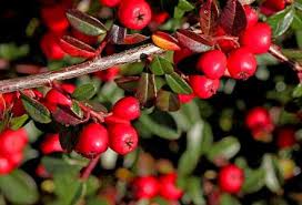 The fruits are medium to large, 3 to 5 inches in diameter, round to slightly flattened like a tomato. 22 Types Of Red Berries That Grow On Trees Or Shrubs Identification Guide