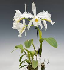 Image result for Harveya alba