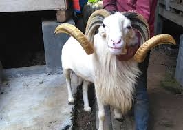Check spelling or type a new query. Jual Kambing Domba Garut Siap Kirim Ke Bondowoso Jatim Kandang Kondang
