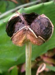 Pin On Garden Landscape