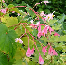 Image result for Rungia grandis