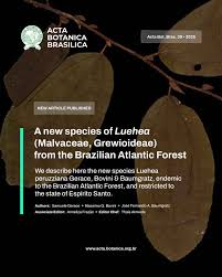 Image result for Malvaceae subfamily Grewioideae