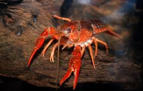 Does anyone have crawfish in their pond with other fish and if so, can you share any pros/cons of having crawfish in your pond? Crayfish The Care Feeding And Breeding Of Freshwater Crayfish Crawfish Aquarium Tidings