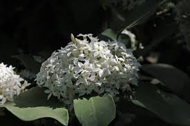Image result for Acokanthera oblongifolia