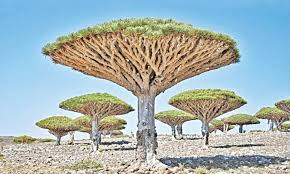 See more ideas about tree, trees to plant, beautiful tree. Unusual Trees Around The World Newspaper Dawn Com
