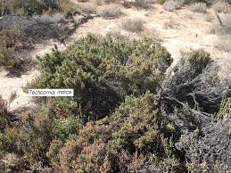 Image result for Halosarcia indica