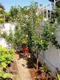 We're home of the independence almond and backyard orchard trees 2021. Espalier Dave Wilson Nursery Spring 2014 I Just Started Our Sideyard Fruit Orchard And This Site Is A Bles Trees To Plant Espalier Fruit Trees Fruit Trees