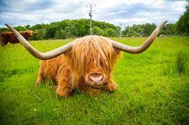 All You Need To Know About Highland Cattle Walking Hiking Blog