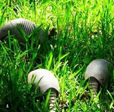 Check spelling or type a new query. The Curious Case Of Armadillo Damage And How To Tackle It Heritage Land Bank