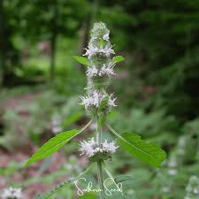 Image result for Helixanthera woodii