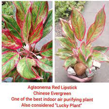 Browse our gallery to see for yourself. Aglaonema Red Lipstick Red Siam Air Purifier Indoor Outdoor Plant Shopee Philippines