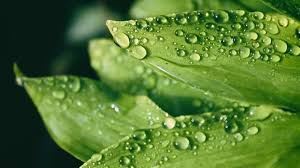 Check spelling or type a new query. 25 Kata Kata Tentang Embun Pagi Untuk Segala Situasi 2021 Poskata