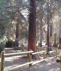 Prescribed fires have been used in portions of this grove to reduce fuel, restoring the forest more. Pin On Travel Adventure