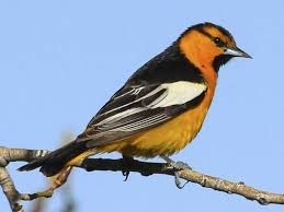 Birds Of Western Washington Identification Bullock S Oriole Identification All About Birds Cornell Lab Of Ornithology Orioles Oriole Bird Ornithology