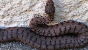 Chant, poupée, béret, tour de france. Leucate Mordu Au Museau Par Une Vipere Rare Lindependant Fr