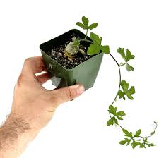 Image result for Kedrostis africana