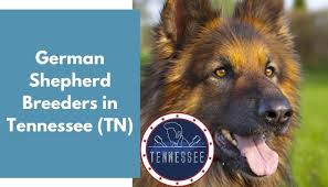 We did not find results for: 32 German Shepherd Breeders In Tennessee Tn German Shepherd Puppies For Sale Animalfate