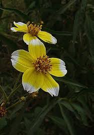 Image result for Bidens setigera