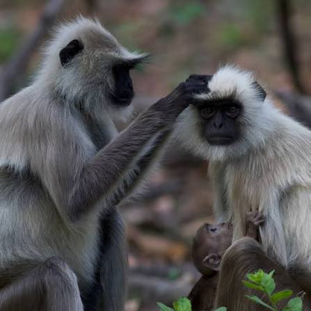 Black-faced Langur 🐒 With its jet-black face and silver-grey coat, the  Black-faced Langur is one of the most graceful primates of India. Calm,  intelligent, and highly social, it spends most of its