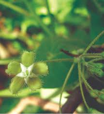 Image result for Pergularia