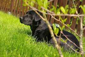 Button button the spruce pets. 10 Plants Poisonous To Dogs