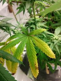 We did not find results for: Some Brown Tip Yellow Leaves In Flower Grasscity Forums The 1 Marijuana Community Online