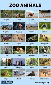 Zoo Animals List Of 24 Common Names Of Zoo Animals In English Love English In 2021 Zoo Animals Zoo Animals