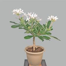 Plumeria Dwarf Singapore Pink Plumeria Obtusa Plumeria Fragrant Plant Plants