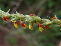 Image result for Alloteropsis