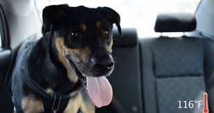 Check spelling or type a new query. See A Dog In A Hot Car Here S What To Do Next Peta