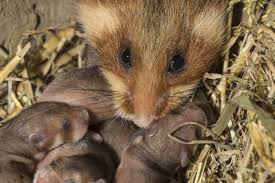 Maybe you would like to learn more about one of these? Black Bellied Hamster Keyword Search Science Photo Library