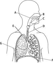 7th Grade Respiratory System Diagram Free Download Wiring Diagram Easy Human Respiratory System Diagram Pernafasan
