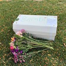 Pet urgent care is located in orem city of utah state. Pet Urgent Care 16 Reviews Veterinarians 428 W 800th N Orem Ut Phone Number Yelp