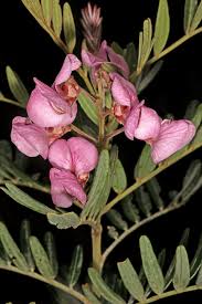 Image result for Virgilia