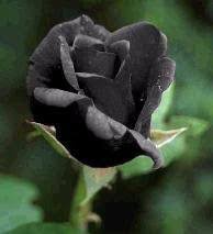 Une belle fleur d amour. La Plus Belle Fleur Du Monde Blog De L3h1pp1