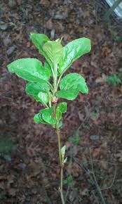 Your seeds will start to have little white sprouts coming out of them soon enough thats when you know there ready for planting. Growing Apple Trees From Seed Naturally Apples Forum At Permies