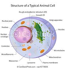 Maybe you would like to learn more about one of these? A Typical Cell Labeled Eps10 A Typical Animal Cell Labelled Eps10 Canstock
