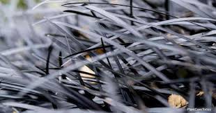 Black mondo grass has exceptional dark foliage that provides high contrast in garden designs. Black Mondo Grass Care Tips Growing Ophiopogon Planiscapus