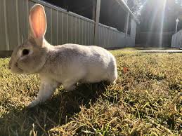 When It Warms Up We Play Outside Here Are The Best Bunny Tips And Tricks To Help You Take Care Of Your Rabbit Ww Bunny Care Pet Rabbit House Rabbit Society