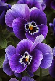 With its royal symbolism, shades of purple are sure to add some elegance to your garden! Pin On Flowers