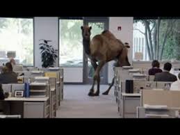 Geico hump day camel commercial happier than a camel on wednesday. Pin On Hilarious
