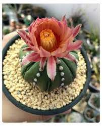 These are modified buds called areoles. 900 S C Ideas In 2021 Cacti And Succulents Succulents Planting Succulents